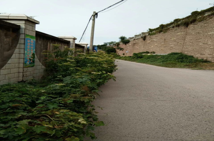 除草刷墻灑汗水,苗圃外貌換新顏